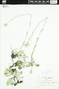 Antennaria parlinii subsp. fallax image