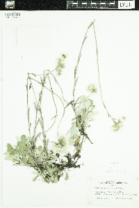 Antennaria parlinii subsp. fallax image