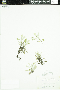 Antennaria parlinii subsp. fallax image