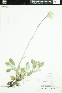Antennaria parlinii subsp. fallax image
