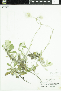 Antennaria parlinii subsp. fallax image