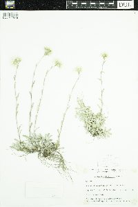 Antennaria howellii image