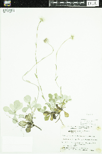 Antennaria howellii image