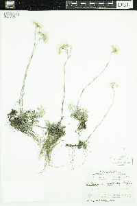 Antennaria howellii image