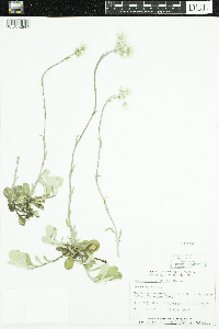 Antennaria howellii image