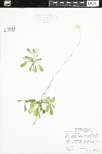 Antennaria howellii image