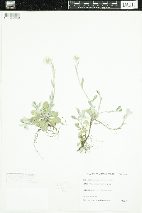 Antennaria howellii image
