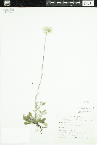 Antennaria howellii image