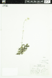 Antennaria howellii image