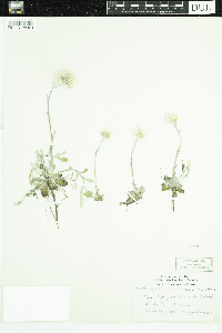 Antennaria howellii image