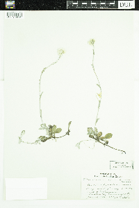 Antennaria howellii image