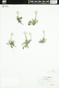 Antennaria howellii image