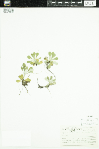 Antennaria howellii image