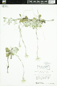 Antennaria howellii image