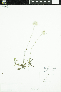 Antennaria howellii image