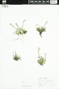 Antennaria howellii image