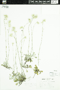 Antennaria howellii image