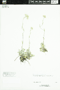 Antennaria howellii image