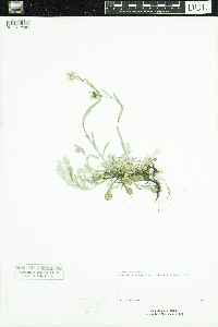 Antennaria howellii image