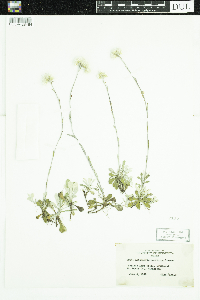 Antennaria howellii image
