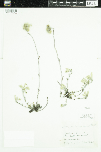 Antennaria howellii image