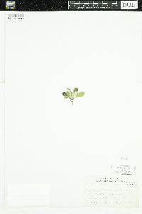 Antennaria howellii image
