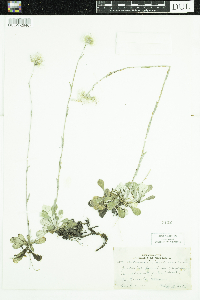 Antennaria howellii image