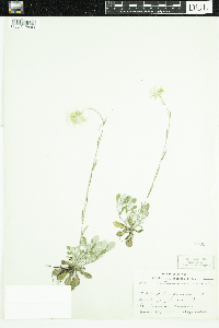 Antennaria howellii image