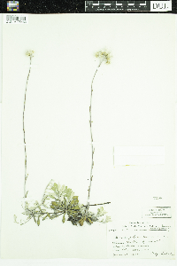 Antennaria howellii image