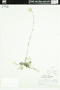 Antennaria howellii image
