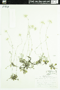 Antennaria howellii image