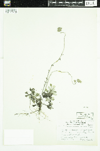 Antennaria howellii image