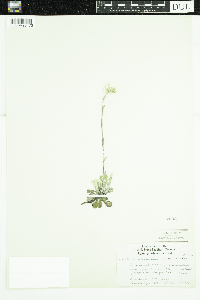 Antennaria howellii image