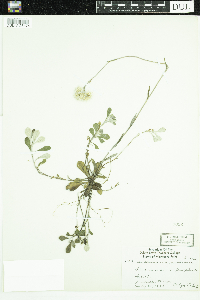 Antennaria howellii image