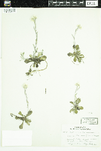 Antennaria howellii image