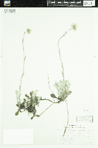 Antennaria howellii image