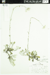 Antennaria howellii image