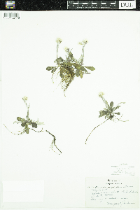 Antennaria howellii image