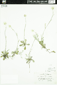 Antennaria howellii image