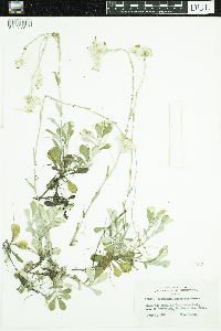 Antennaria howellii image