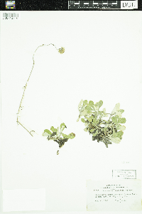 Antennaria howellii image
