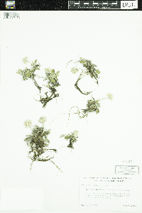 Antennaria howellii image