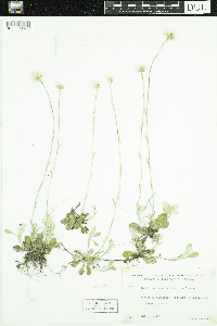 Antennaria howellii image