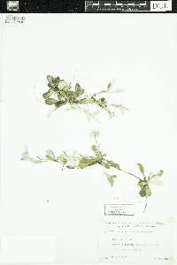 Antennaria howellii image