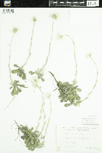 Antennaria howellii image