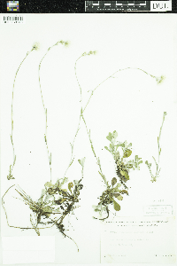 Antennaria howellii image
