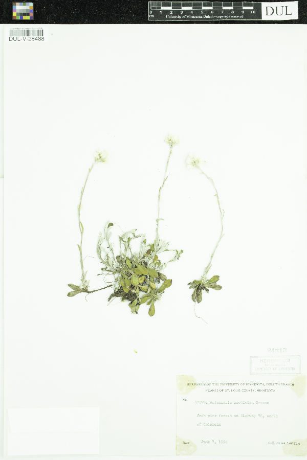 Antennaria howellii image