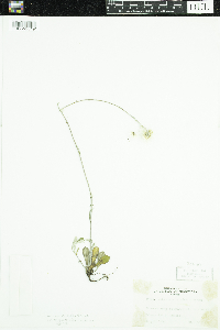 Antennaria howellii subsp. canadensis image