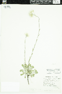 Antennaria howellii subsp. canadensis image