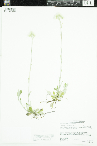 Antennaria howellii subsp. canadensis image